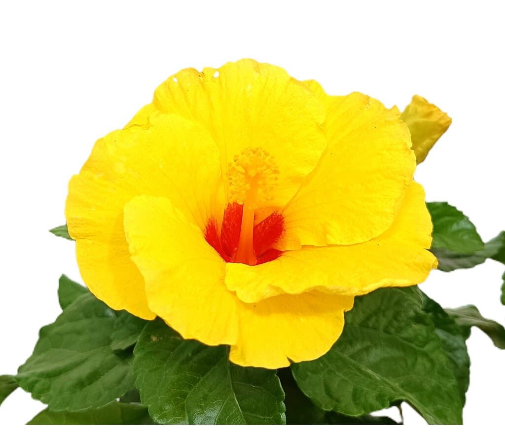 Hibiscus Rosa Sinensis M17 25cm (rosa De China)_1