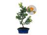 Bonsái Citrus Myrtifolia – Naranjo 9 Años