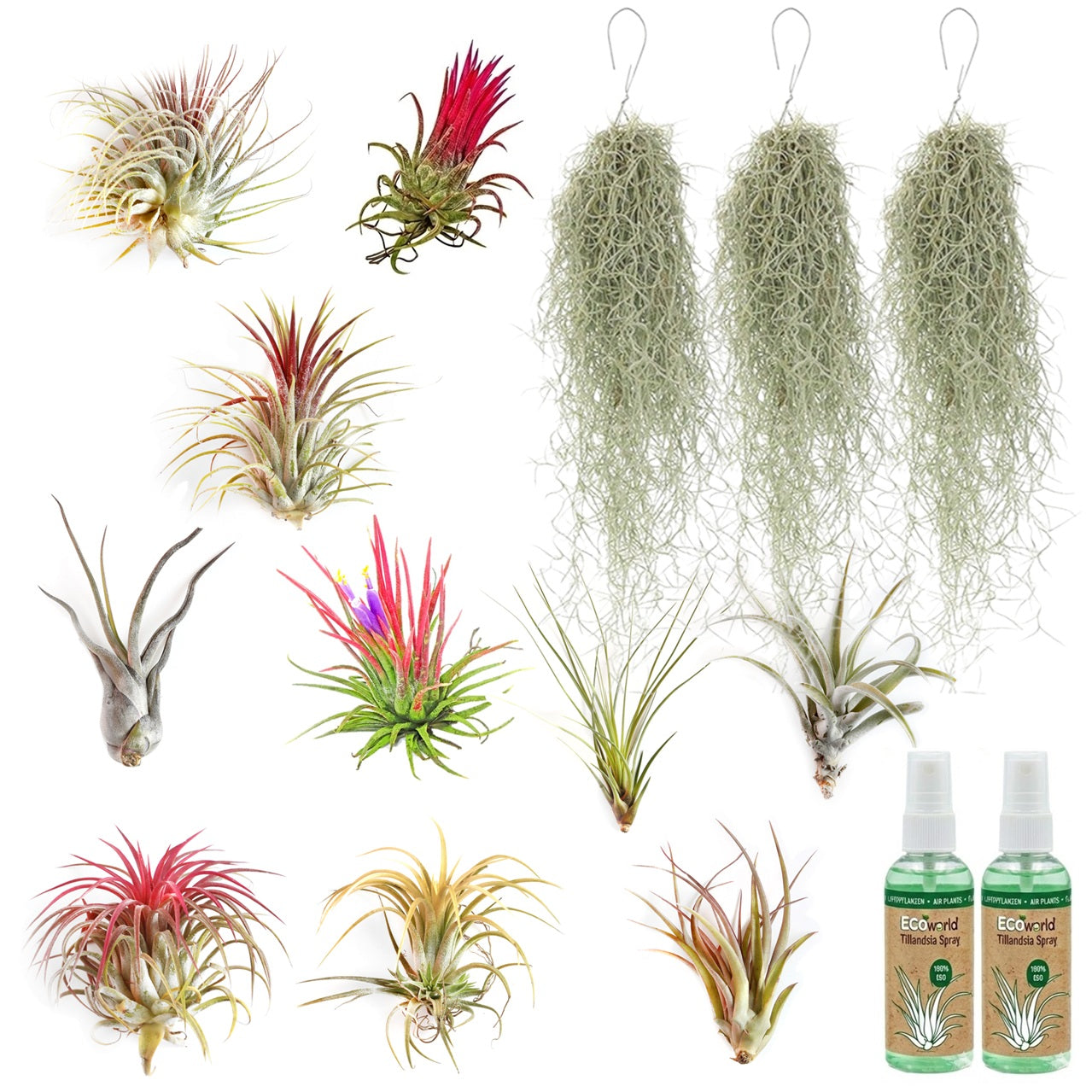 Tillandsia - 13 Unidades Con Spray - Plantas De Aire Sin Tierra_0