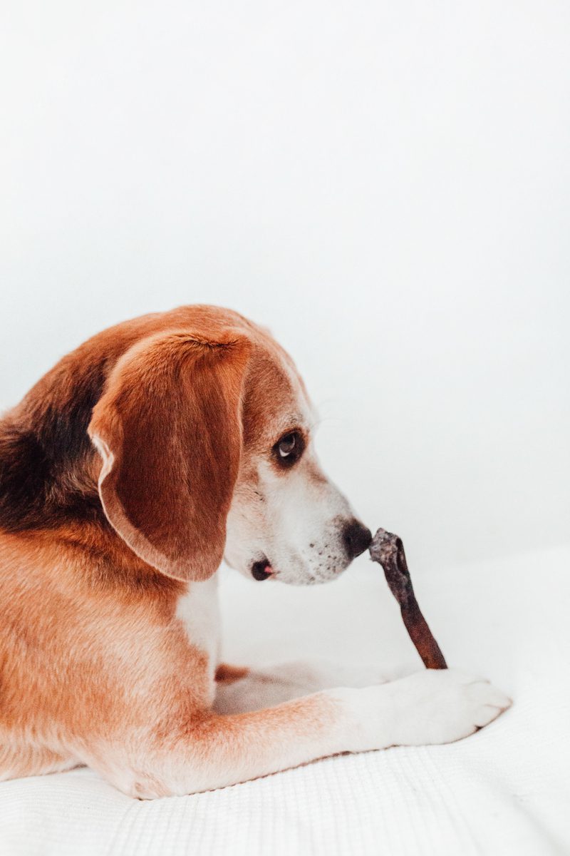 Bimordiscos Piel De Camello Para Perros · 500g.