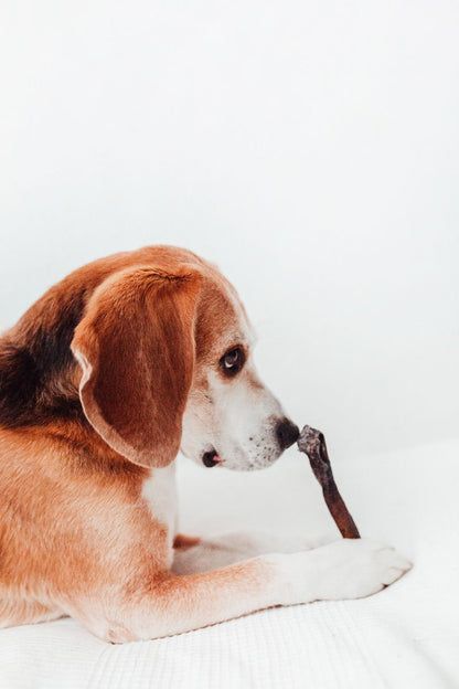 Bimordiscos Piel De Camello Para Perros - 1kg