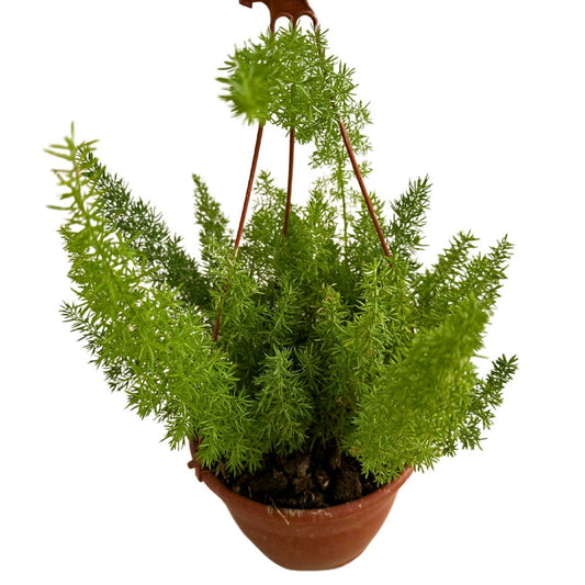 La Espectacular Esparraguera Cola De Zorro O Myersii_0