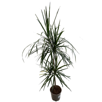 Dracena Marginata Planta De Interior (dracaena Marginata) Maceta 16cm 2 Troncos 30/15_1