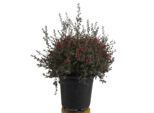 Leptospermun Scoparium M20 (manuka O Árbol De Té)_0