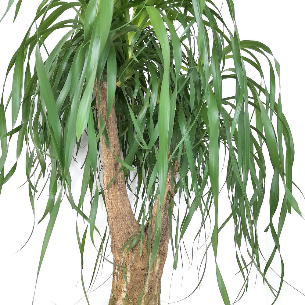 Beaucarnea Recurvata Ramificada M32 80cm (pie De Elefante)_1