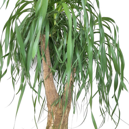 Beaucarnea Recurvata Ramificada M32 80cm (pie De Elefante)_1