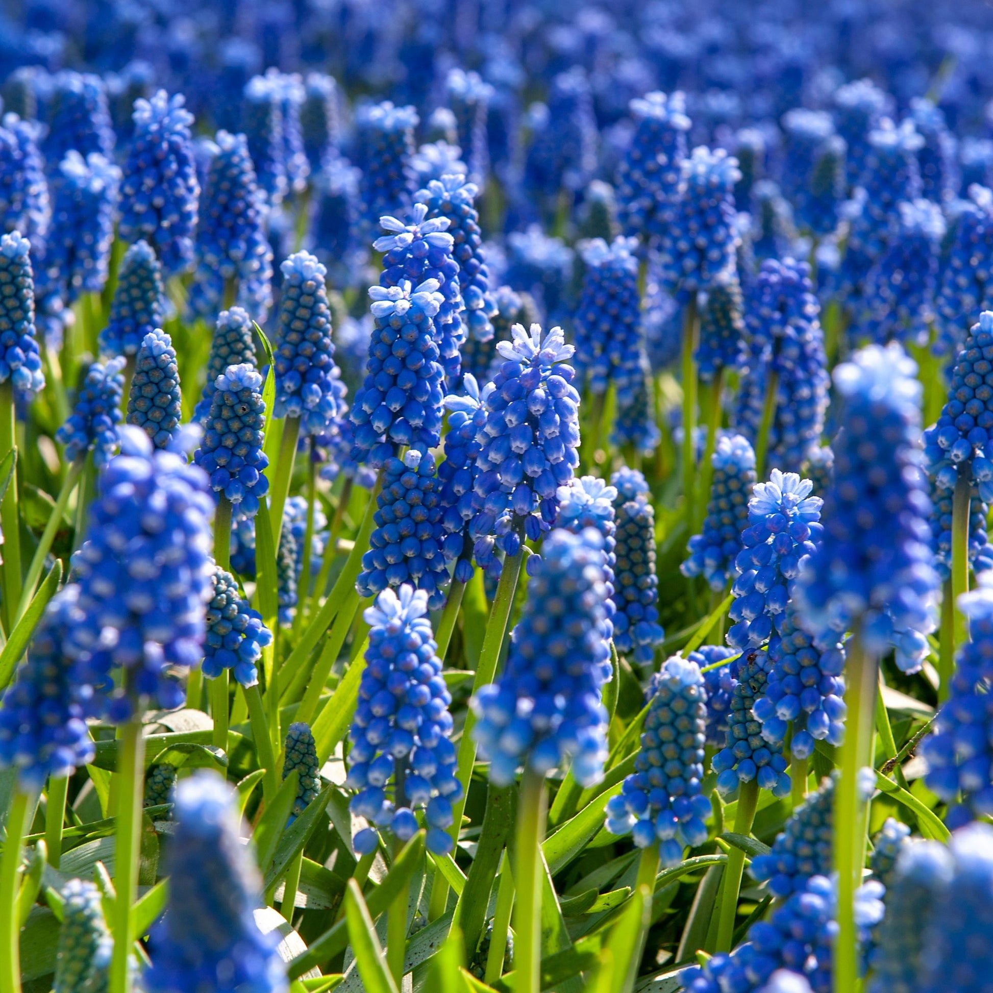Nazarenos Azules - 100 Pzs - Muscari Armeniacum - Bulbos De Flores - Azul