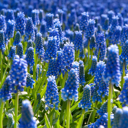 Nazarenos Azules - 100 Pzs - Muscari Armeniacum - Bulbos De Flores - Azul
