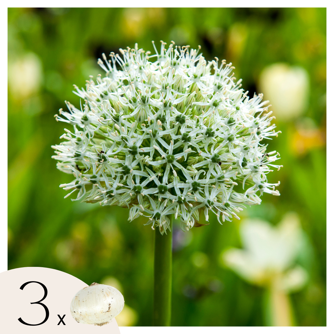 Allium Monte Everest - 3 Pzs - Allium 'mount Everest' - Bulbos De Flores_0