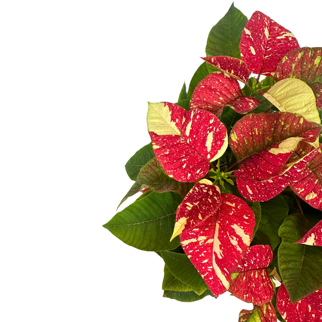 Flor De Pascua Glitter M14: Dale Un Toque Brillante A Tus Celebraciones Navideñas_1