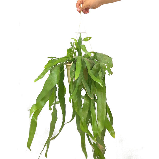 Epiphyllum Pumillum M15_0