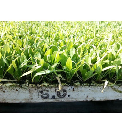 Plantón Espinacas (10 Unidades)_1