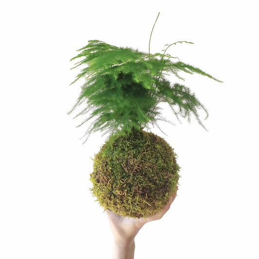 Asparagus En Kokedama Musgo_0