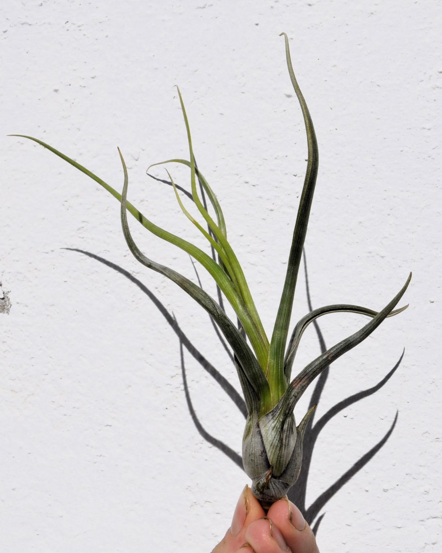 Tillandsia pseudobaileyi [small]; planta del aire, fácil cultivo; Curiosarium; altura 15 cm, diámetro 8 cm_2