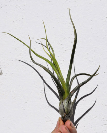Tillandsia pseudobaileyi [small]; planta del aire, fácil cultivo; Curiosarium; altura 15 cm, diámetro 8 cm_2