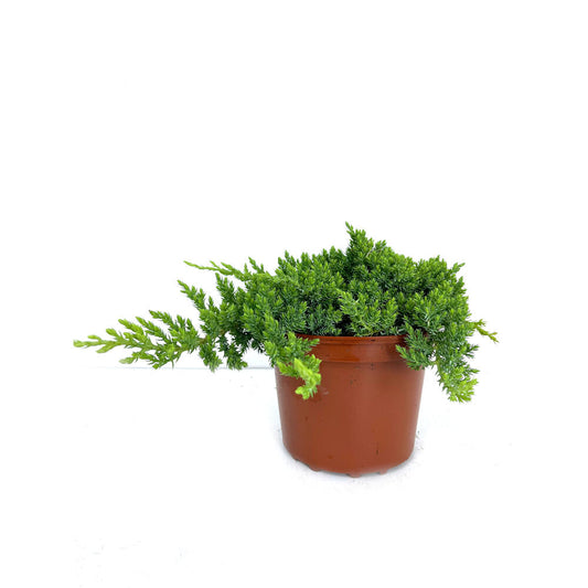 Juniperus Procumbens Nana 2.5l   M17