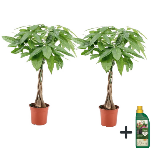Árbol Del Dinero - 2 Pzs - Pachira Aquatica - Altura 60-70cm - ⌀17cm_0