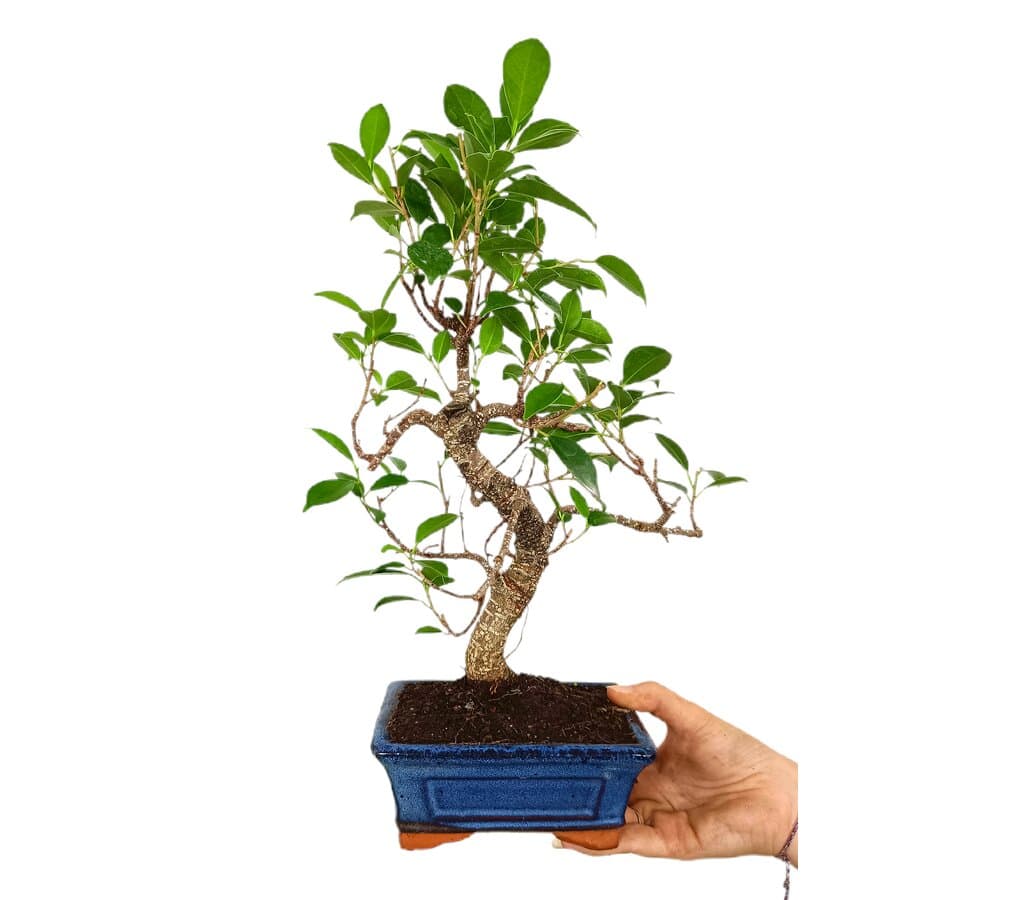Bonsái Ficus Retusa 5 Años_0