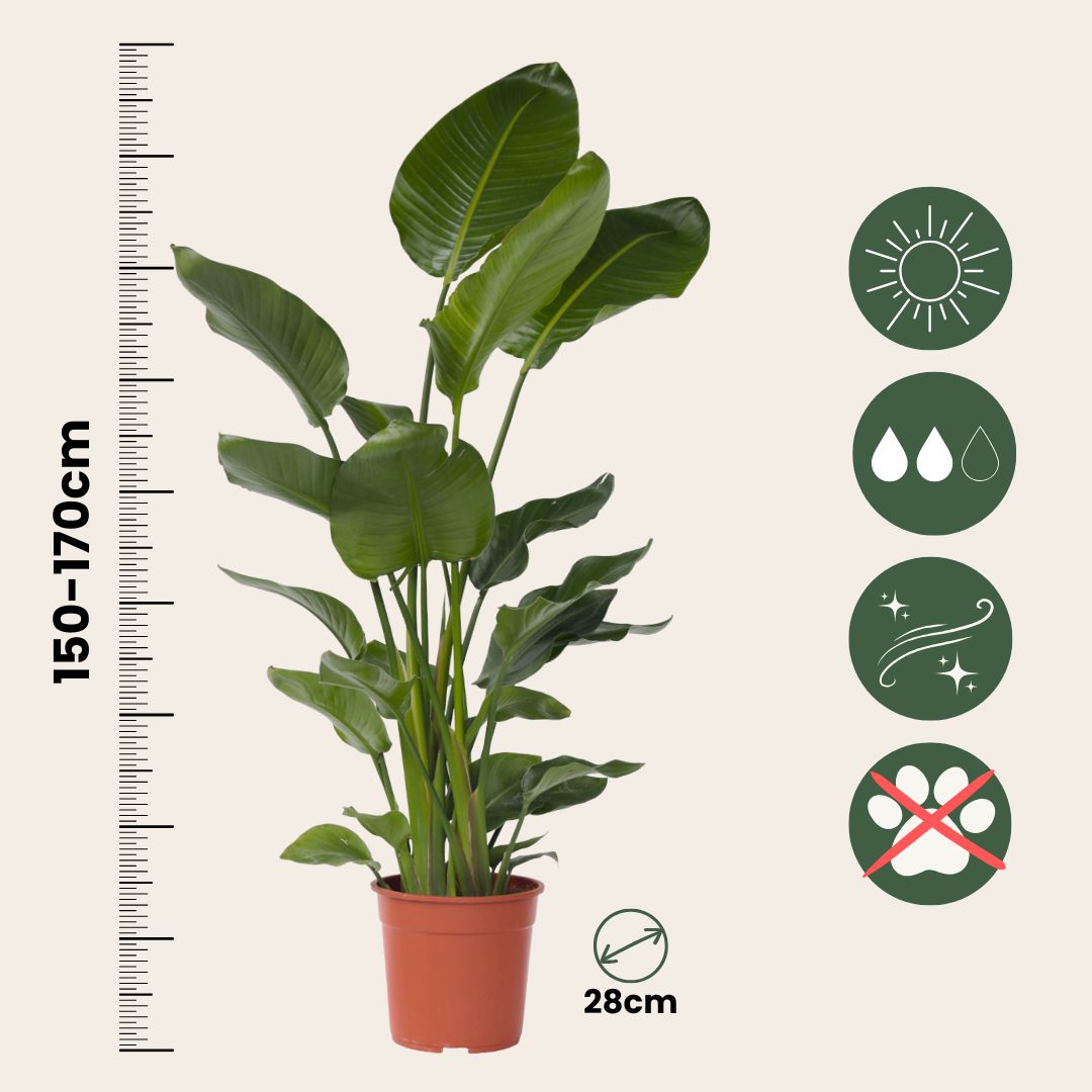 Flor Ave Del Paraíso - Strelitzia Nicolai - Altura 150-170cm - ⌀28cm_2