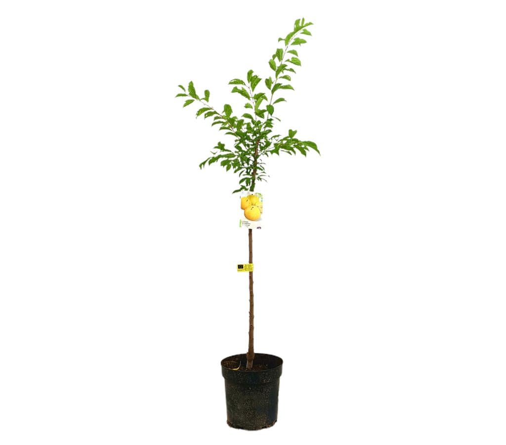 Ciruelo Sungold M25 150-170cm_0