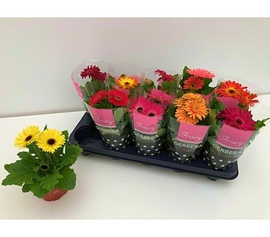Gerbera Variada M12 30cm_0