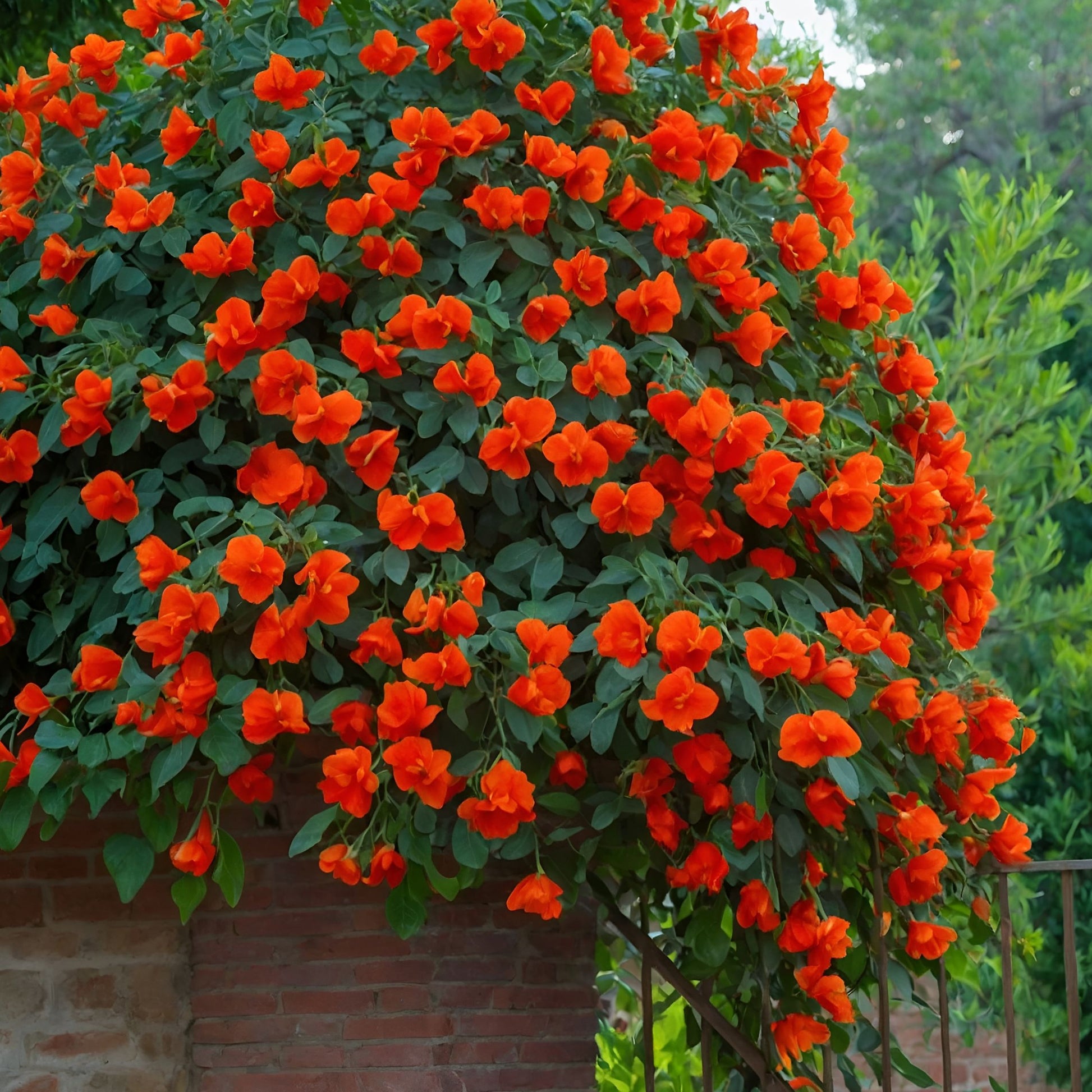 Trompeta Dorada - 2 Pzs - Campsis 'mme Galen' - Altura 110-120cm - ⌀17cm