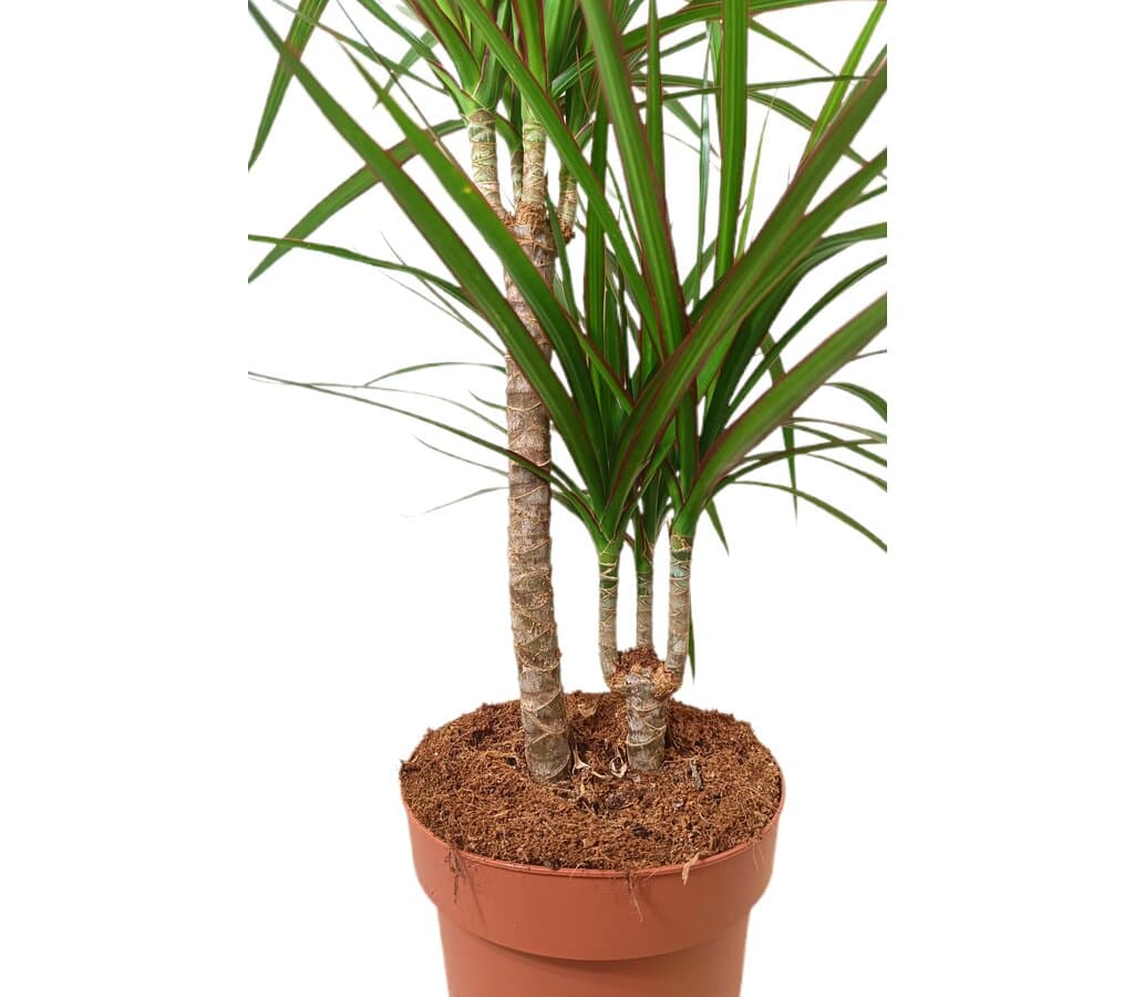 Dracena Marginata 2 Troncos M17_1