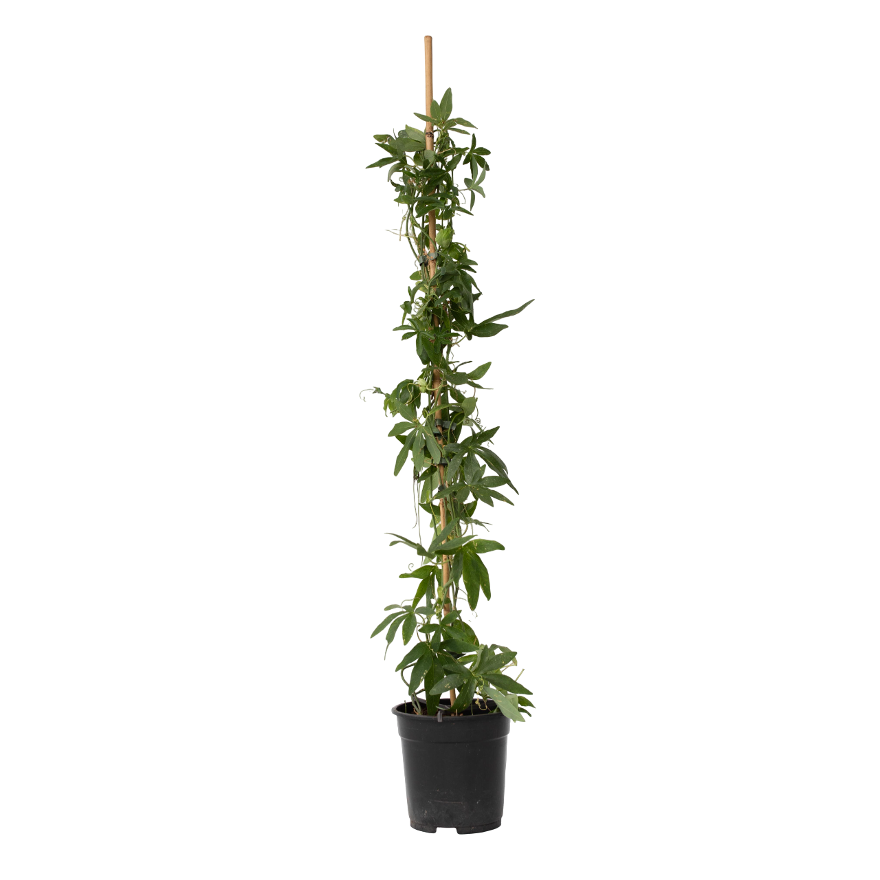 Pasionaria Azul - Passiflora 'constance Elliott' - Altura 110-120cm - ⌀17cm_0