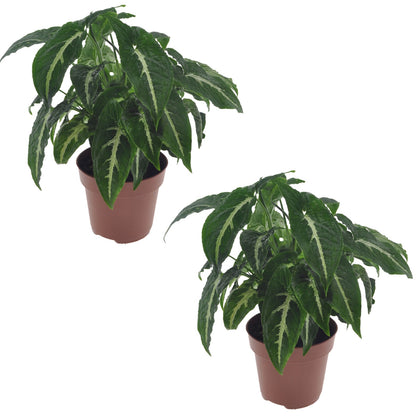 Singonio Verde Oscuro - 2 Pzs - Syngonium 'wendlandii' - Altura 20-30cm - ⌀12cm_0