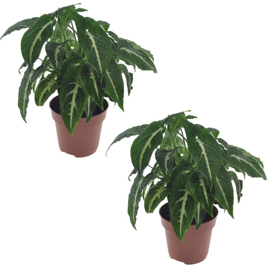 Singonio Verde Oscuro - 2 Pzs - Syngonium 'wendlandii' - Altura 20-30cm - ⌀12cm_0