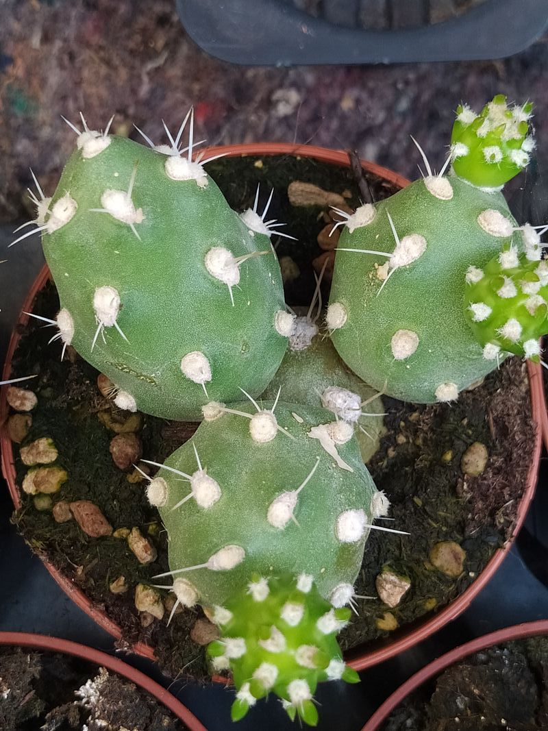 Cumulopuntia Zehnderi Planta Suculenta_0