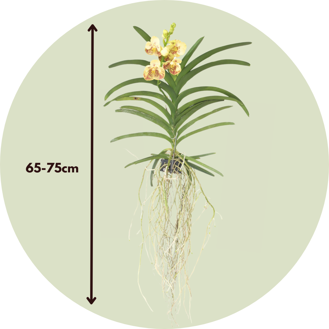 Orquídea Vanda - Vanda 'sunanda Yellow Henna' - Altura 65-75cm_2
