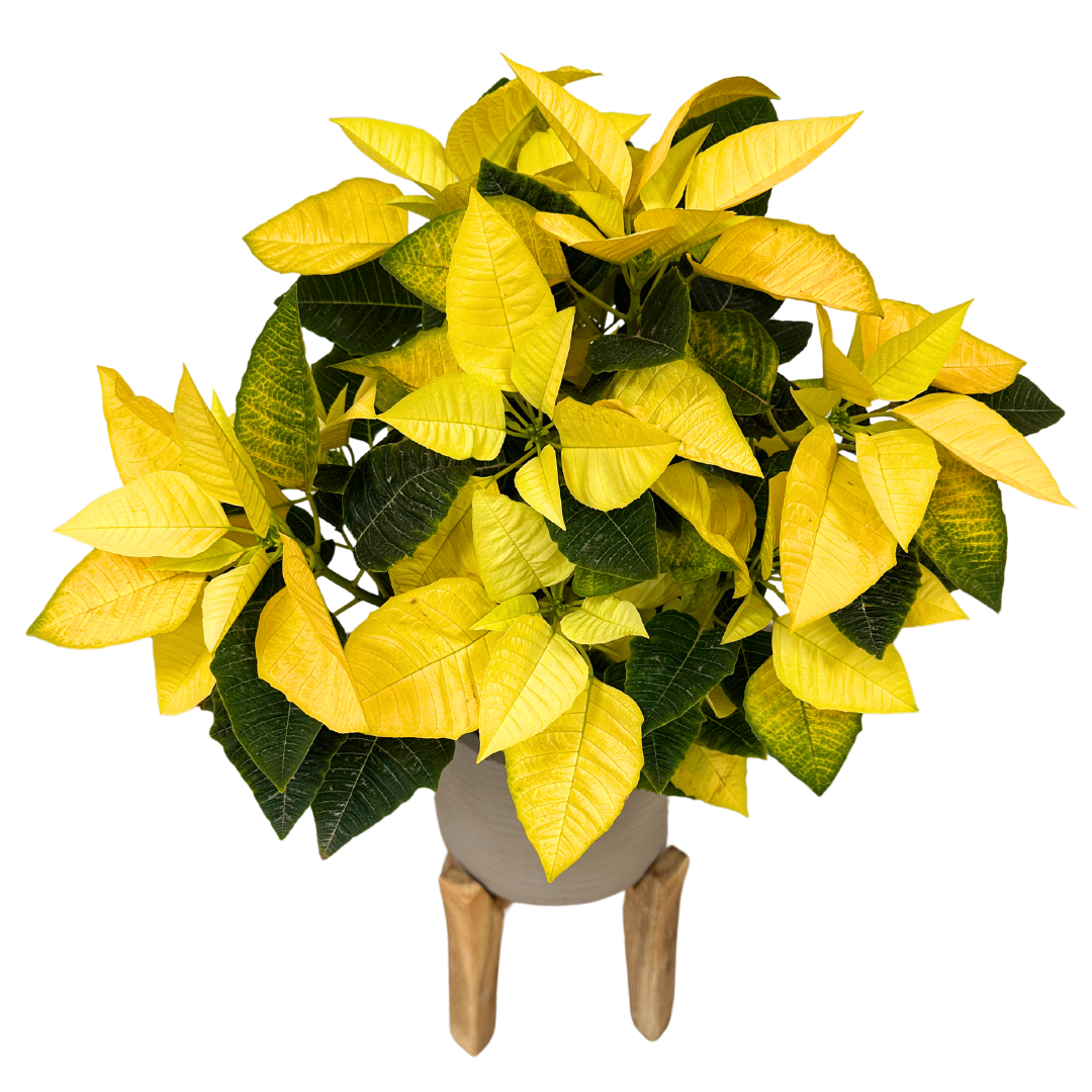 Poinsettia Amarilla M14: Alegría Y Color Para Tu Navidad_0