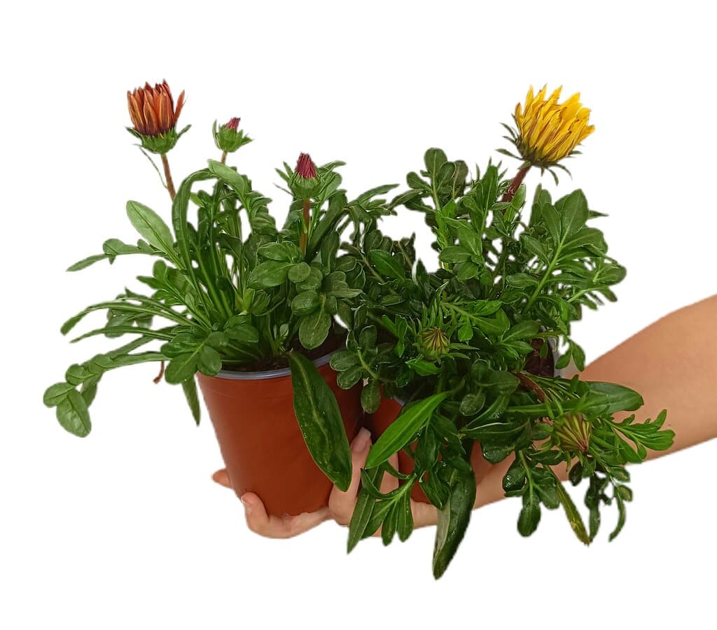 Gazania M13_0