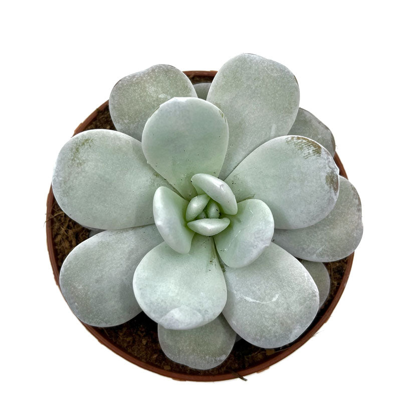 Echeveria Laui Cactus Y Suculentas M8,5 cm Ø_1