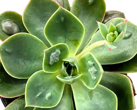 Echeveria ‘raindrops’ (echeveria Gotas De Lluvia); Planta Suculenta; Curiosarium; Maceta 10,5 Cm_0