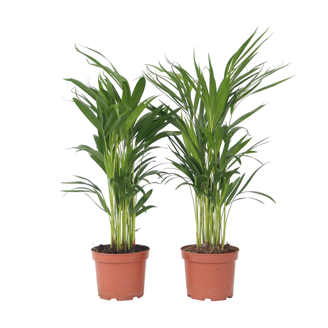 Palma Areca - 2 Pzs - Dypsis Lutescens - Altura 60-70cm - ⌀17cm_0