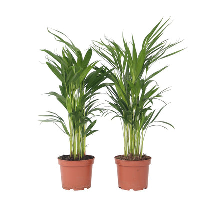 Palma Areca - 2 Pzs - Dypsis Lutescens - Altura 60-70cm - ⌀17cm