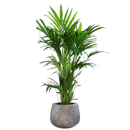 Areca Planta De Aire Limpio (areca Palm, Dypsis Lutescens) M14_0