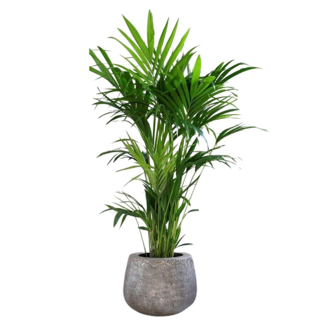 Areca Planta De Aire Limpio (areca Palm, Dypsis Lutescens) M14