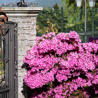 Rododendro - 4 Pzs - Rhododendron Azalea 'anouk' - Altura 25-40cm - ⌀17cm