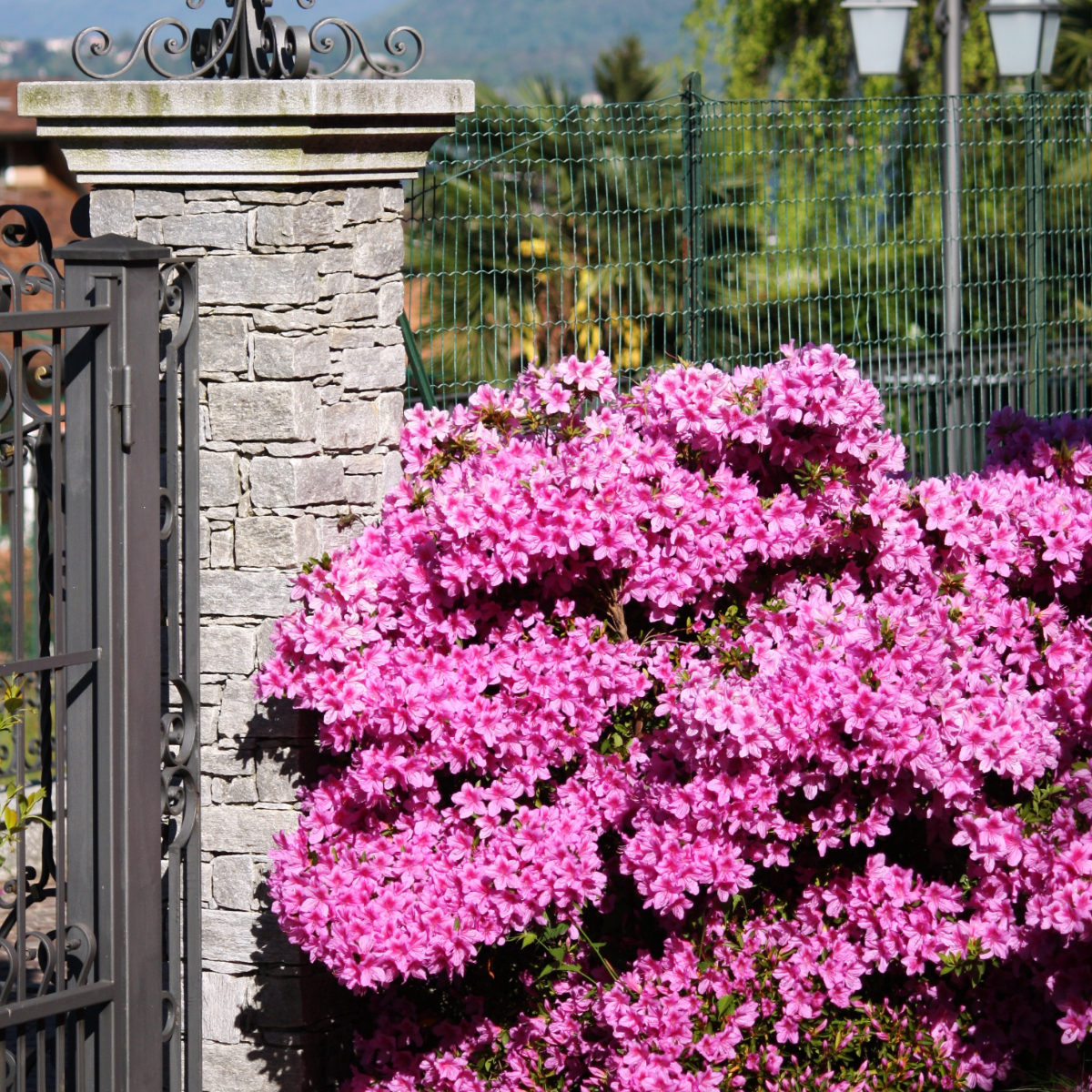 Rododendro - 4 Pzs - Rhododendron Azalea 'anouk' - Altura 25-40cm - ⌀17cm_1