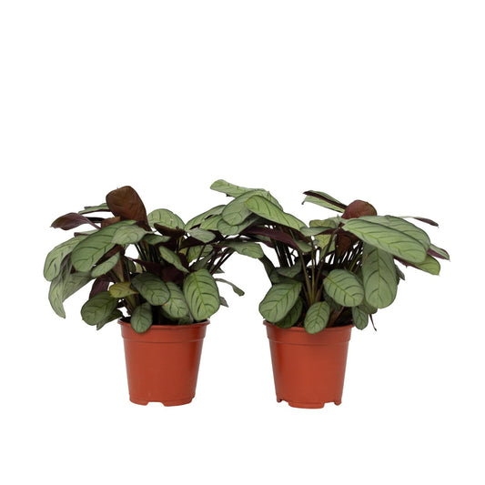 Planta De Oración - 2 Pzs - Ctenanthe 'amagris' - Altura 25-35cm - ⌀14cm_0