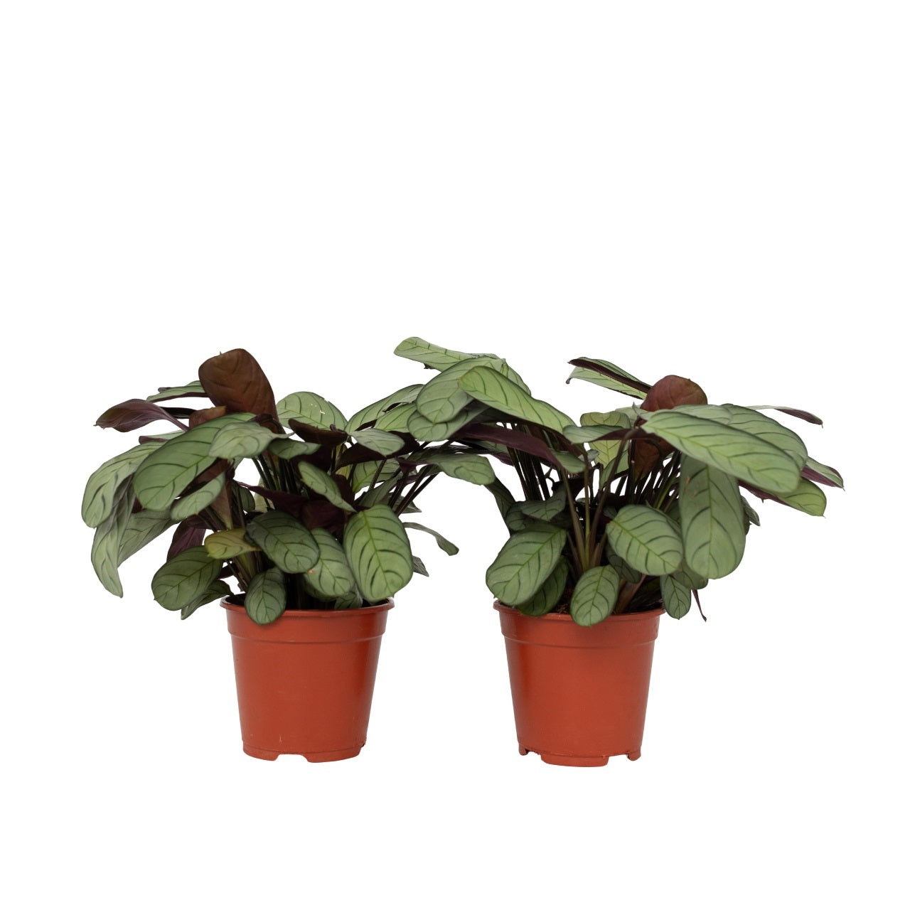 Planta De Oración - 2 Pzs - Ctenanthe 'amagris' - Altura 25-35cm - ⌀14cm