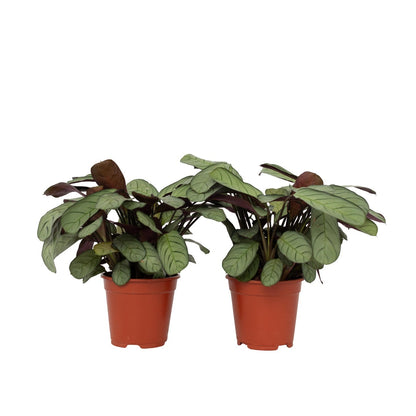 Planta De Oración - 2 Pzs - Ctenanthe 'amagris' - Altura 25-35cm - ⌀14cm