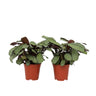 Planta De Oración - 2 Pzs - Ctenanthe 'amagris' - Altura 25-35cm - ⌀14cm