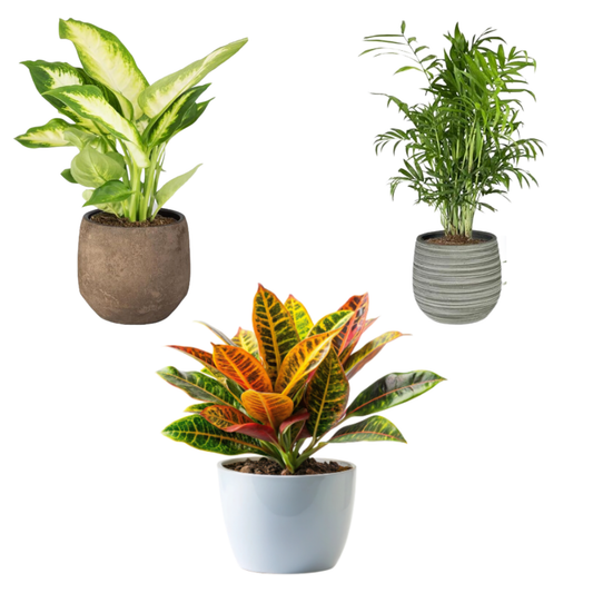 Pack 3 Plantas Naturales  -filtro Natural De Aire : Croton + Dieffenbachia Camillia + Palmera Areca Ø12 Cm Alto 30-40 Cm_0
