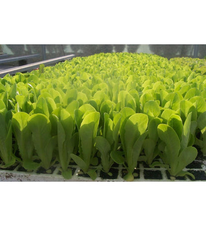 Plantón Lechuga Romana (10 Unidades)_3
