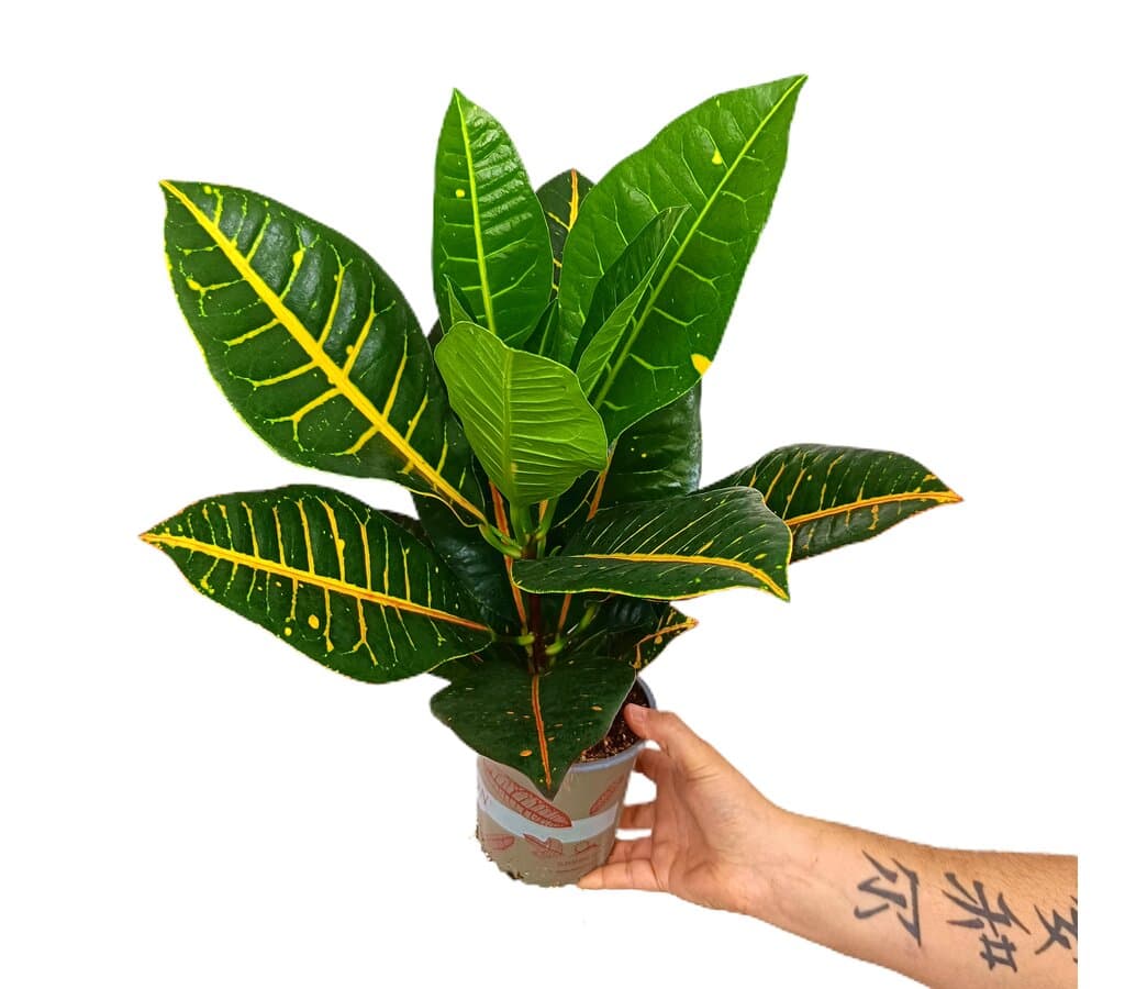Croton Petra M13 40cm_0