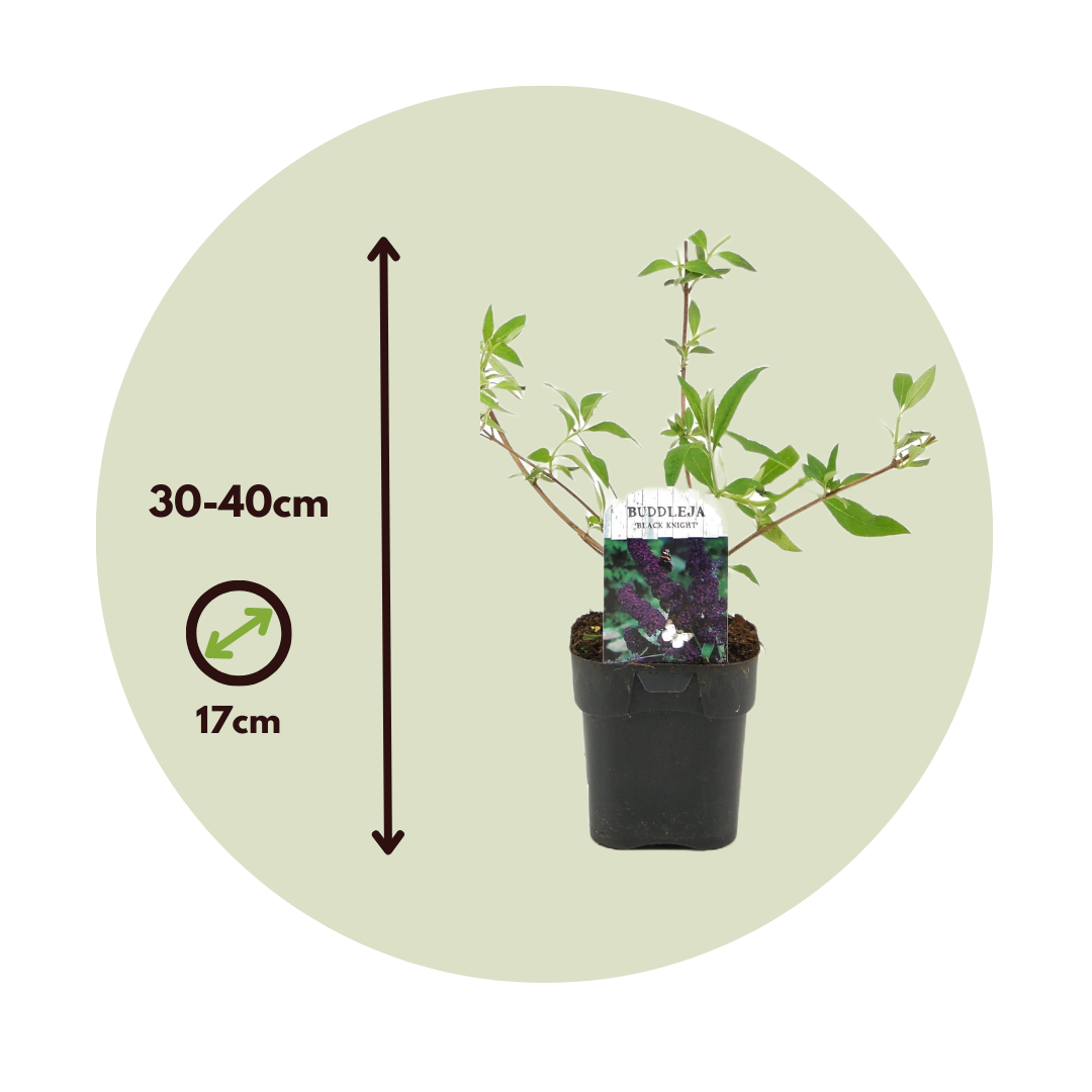 Budleia - 4 Pzs - Buddleja Davidii 'black Knight' - Altura 30-40cm - ⌀17cm_2
